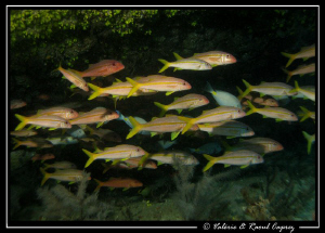 A school of Mulloidichthys martinicus in a cave of Tarafa... by Raoul Caprez 